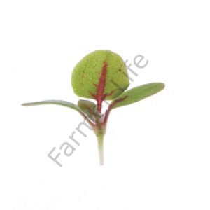 Organik Microgreen Kırmızı Kuzukulağı Tohumu (100 Adet)