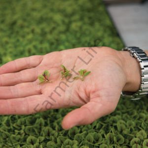 Organik Microgreen Kırmızı Kuzukulağı Tohumu (100 Adet)