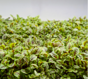 Organik Microgreen Kırmızı Kuzukulağı Tohumu (100 Adet)