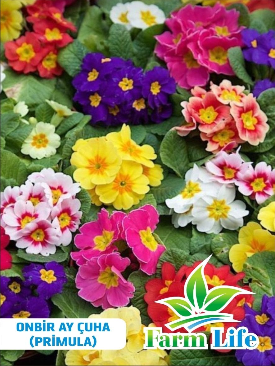 Karışık Renkli On bir Ay Çuha (Primula) Çiçeği Tohumu