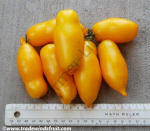 Sarı San Marzano Domates Tohumu (10 Tohum)