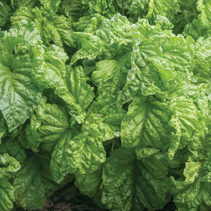 Tuscany Geniş Yapraklı Fesleğen Fidesi 6 Adet