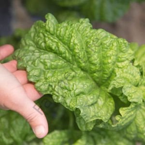 Tuscany Kıvırcık Yapraklı Fesleğen Fidesi 6 Adet