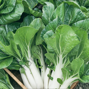 Pak Choi Bebek Çin Lahanası Fidesi 6 Adet