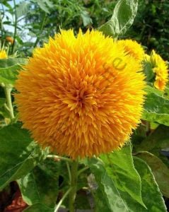 Ponpon Ayçiçeği Tohumu (5 Tohum)-(Teddy Bear Sunflower)