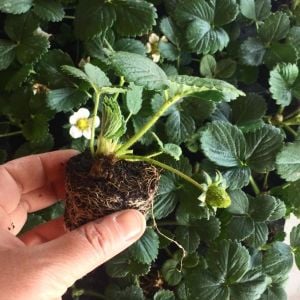 Tüplü Yediveren Albion Çilek Fidesi 12 Adet