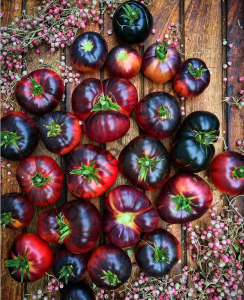 Blue Beauty Domates Fidesi 6 Adet