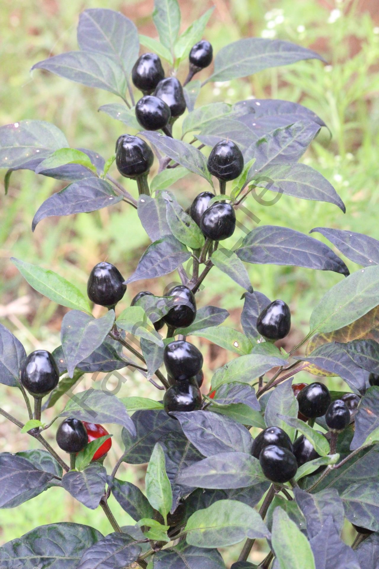 siyah-zeytin-biber-tohumu-10-tohum-farmer-life