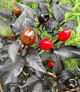 Siyah Zeytin Biber Tohumu (10 Tohum)