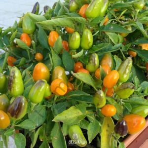 Yediveren Foxta Acı Biber Tohumu (10 Tohum)