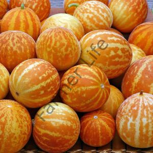Plum Granny Parfüm Kavunu Fidesi 6 Adet