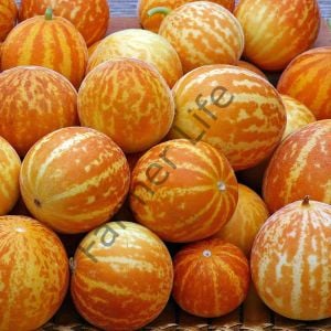 Plum Granny Parfüm Kavunu Fidesi 6 Adet