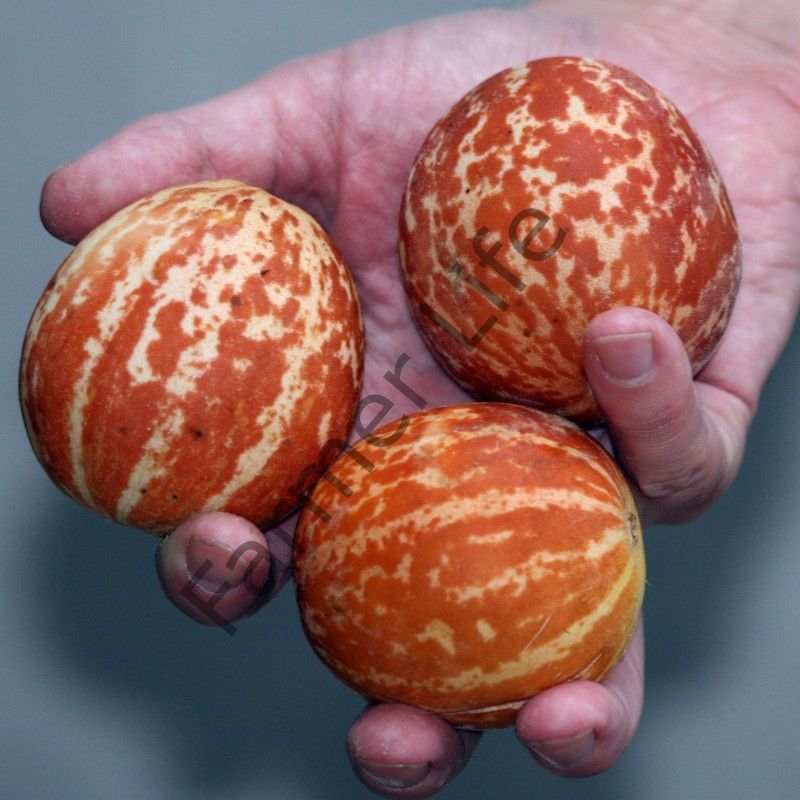 Plum Granny Parfüm Kavunu Fidesi 6 Adet