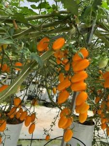 Turuncu Şeker Domates Fidesi 6 Adet