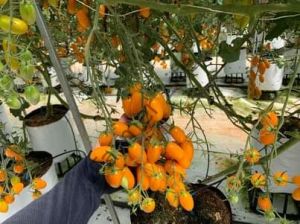 Turuncu Şeker Domates Fidesi 6 Adet