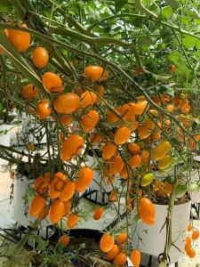 Turuncu Şeker Domates Fidesi 6 Adet