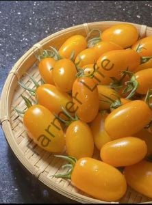 Turuncu Şeker Domates Fidesi 6 Adet