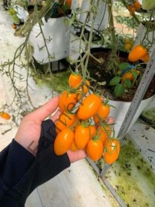 Turuncu Şeker Domates Fidesi 6 Adet