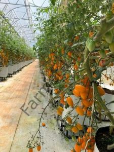 Turuncu Şeker Domates Fidesi 6 Adet