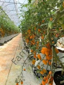 Turuncu Şeker Domates Fidesi 6 Adet