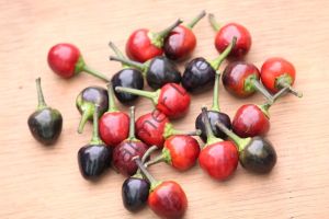 Siyah Zeytin Biber Fidesi 6 Adet