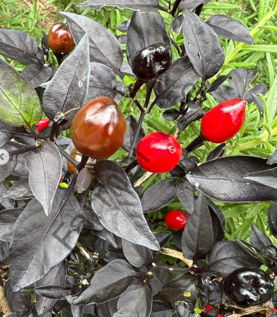 Siyah Zeytin Biber Fidesi 6 Adet
