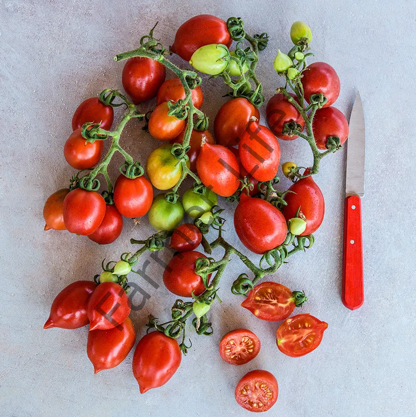 Mt. Vesuvius Domates Fidesi 6 Adet