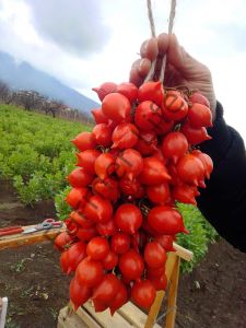 Mt. Vesuvius Domates Fidesi 6 Adet