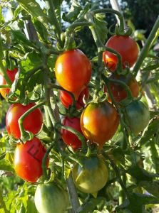 Mt. Vesuvius Domates Fidesi 6 Adet