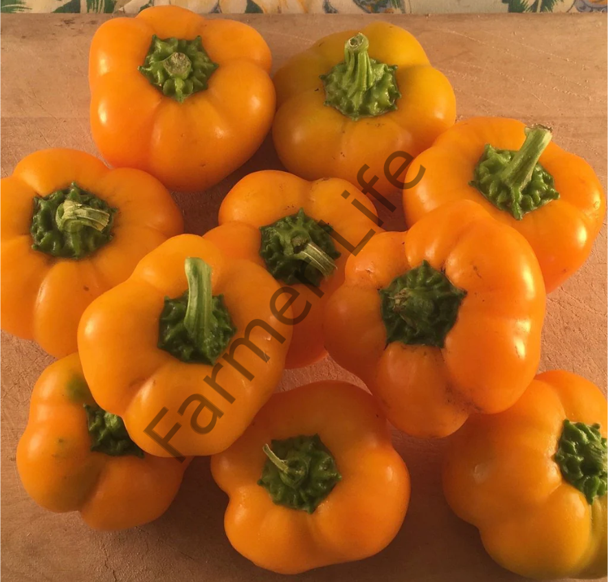 Turuncu Kamber Biber Fidesi 6 Adet