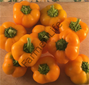 Turuncu Kamber Biber Fidesi 6 Adet