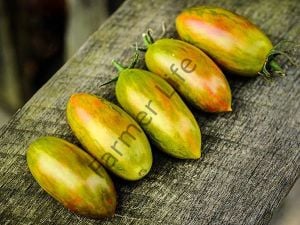 Lucky Tiger Domates Fidesi 6 Adet