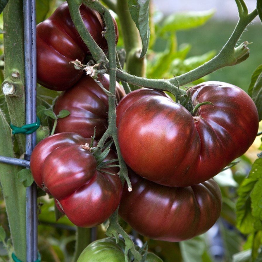 Siyah Kırım Domatesi Tohumu (Solanum Lycopersicum)