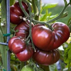Siyah Kırım Domatesi Tohumu (Solanum Lycopersicum)
