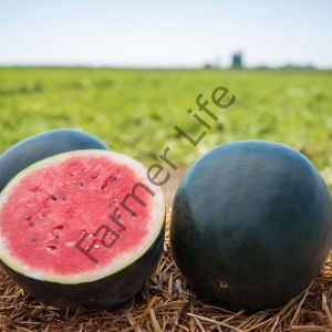 Siyah Karpuz Fidesi 6 Adet