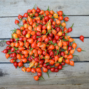 Biquinho Kırmızı Biber Fidesi 6 Adet