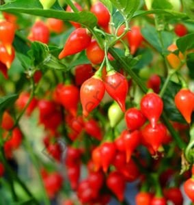 Biquinho Kırmızı Biber Fidesi 6 Adet