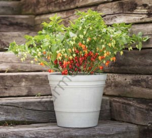 Biquinho Kırmızı Biber Fidesi 6 Adet