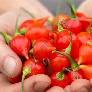 Biquinho Kırmızı Biber Fidesi 6 Adet