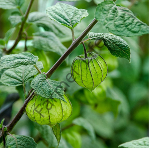 Altın Çilek, Yer Kirazı Fidesi 6 Adet