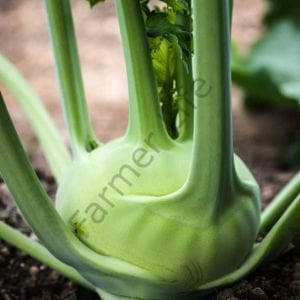 Alabaş (kohlrabi) Tohumu (200 Tohum)