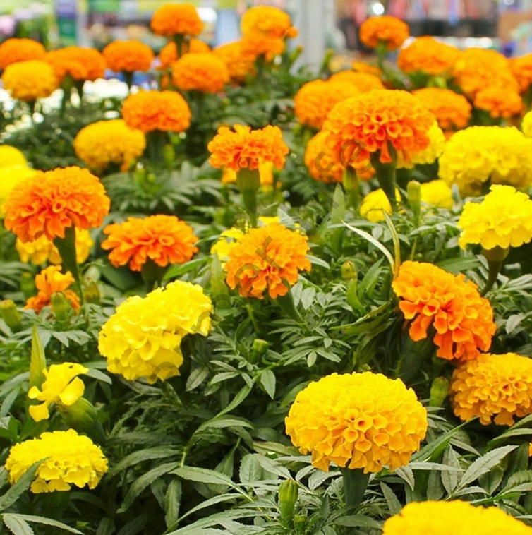 Karışık Renk Kadife Çiçeği Fidesi 6 Adet