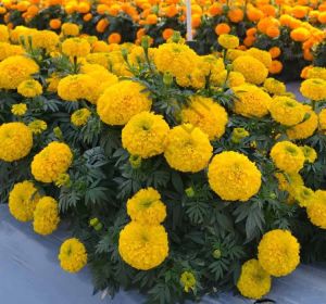 Karışık Renk Kadife Çiçeği Fidesi 6 Adet