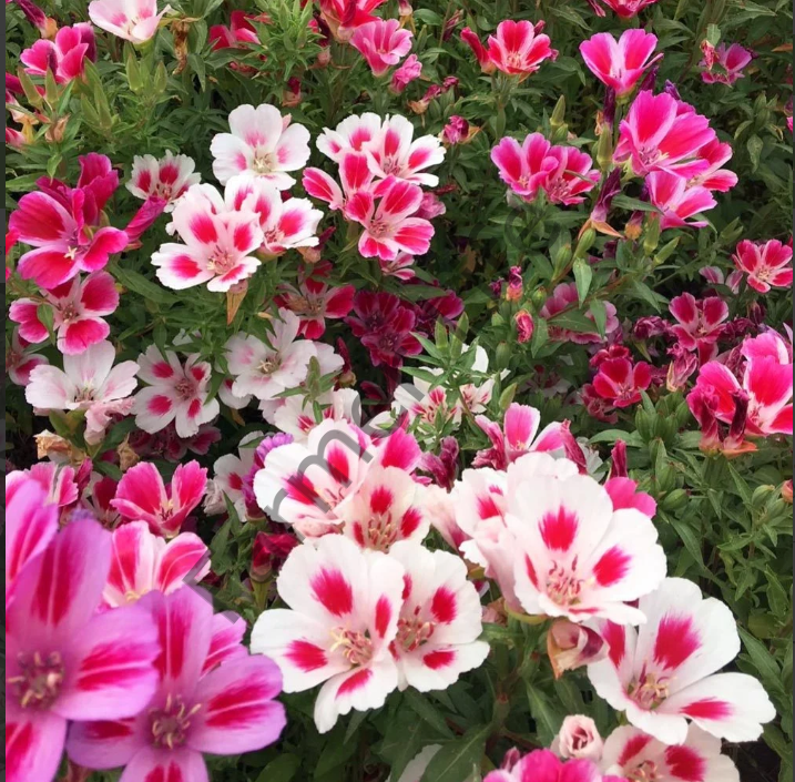 Yer Açelyası (Godetia Grandiflora) Fidesi 6 Adet