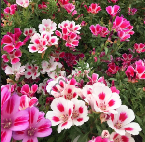 Yer Açelyası (Godetia Grandiflora) Fidesi 6 Adet