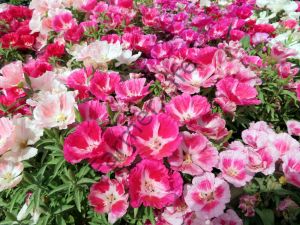 Yer Açelyası (Godetia Grandiflora) Fidesi 6 Adet