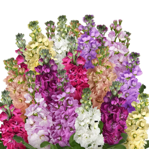 Karışık Renkli Şebboy Çiçeği Fidesi 6 Adet