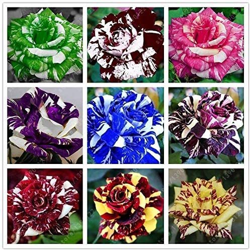 9 Adet 9 Renk Tiger Striped Gül Tohumu
