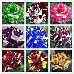 9 Adet 9 Renk Tiger Striped Gül Tohumu