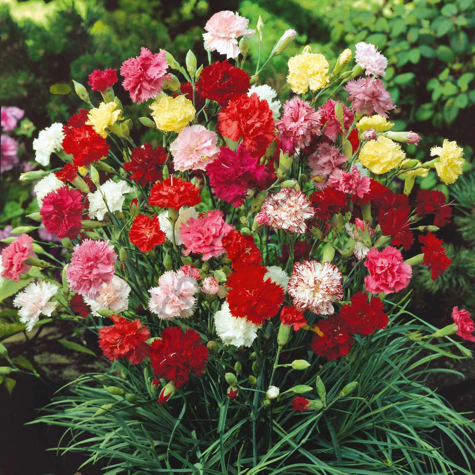 Karışık Renkli Karanfil Çiçeği Fidesi 6 Adet